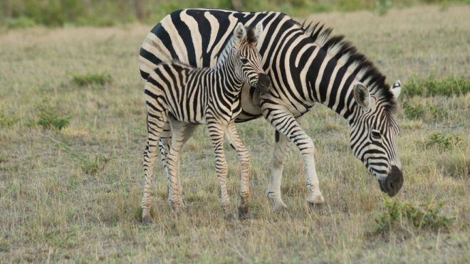 Zebra Foals have long legs for good reasons!